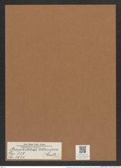 Amphitetras atlandica (Castr.) (de-Toni-Nr.: Genus 137, Species 3631) Zeichnungen Sammlung Grunow Mappe 03774 (Herbarium_W_Grunow_drawings_Folder_03774)